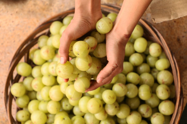 Amla or Indian Goose Berry
